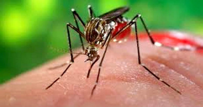 http://vsnews.co.in/upload/2017-10-24/2060268250dengue-2-696x368.jpg